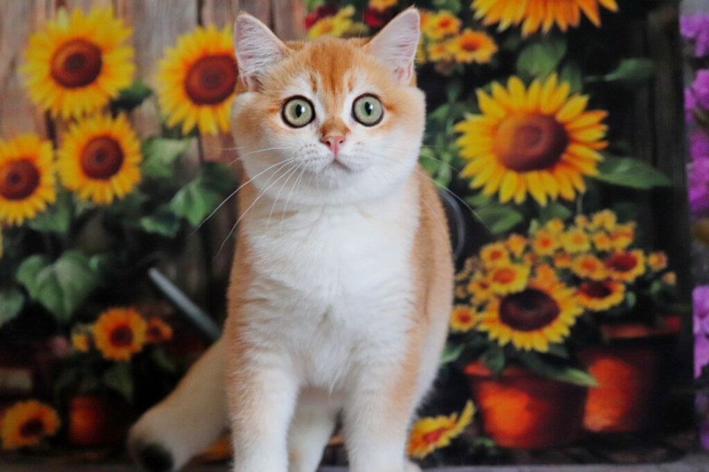 Oliver British Shorthair Male (Available) $3000