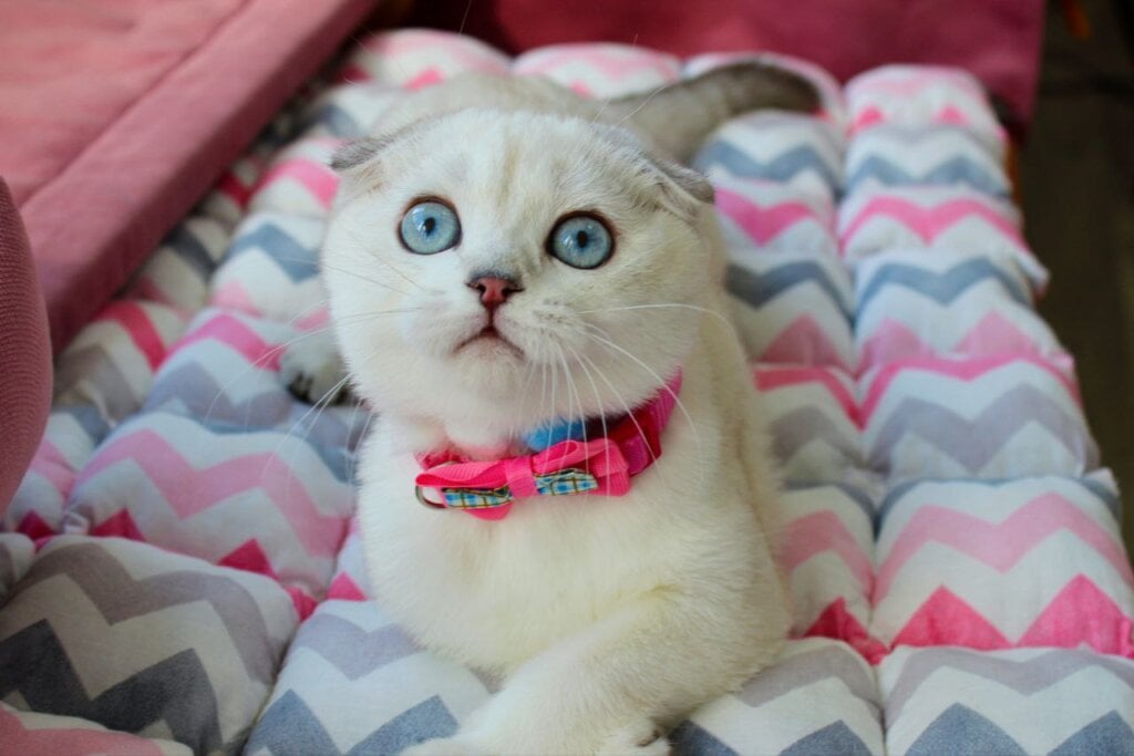 Bianca Scottish Fold  Female (Available) $2700