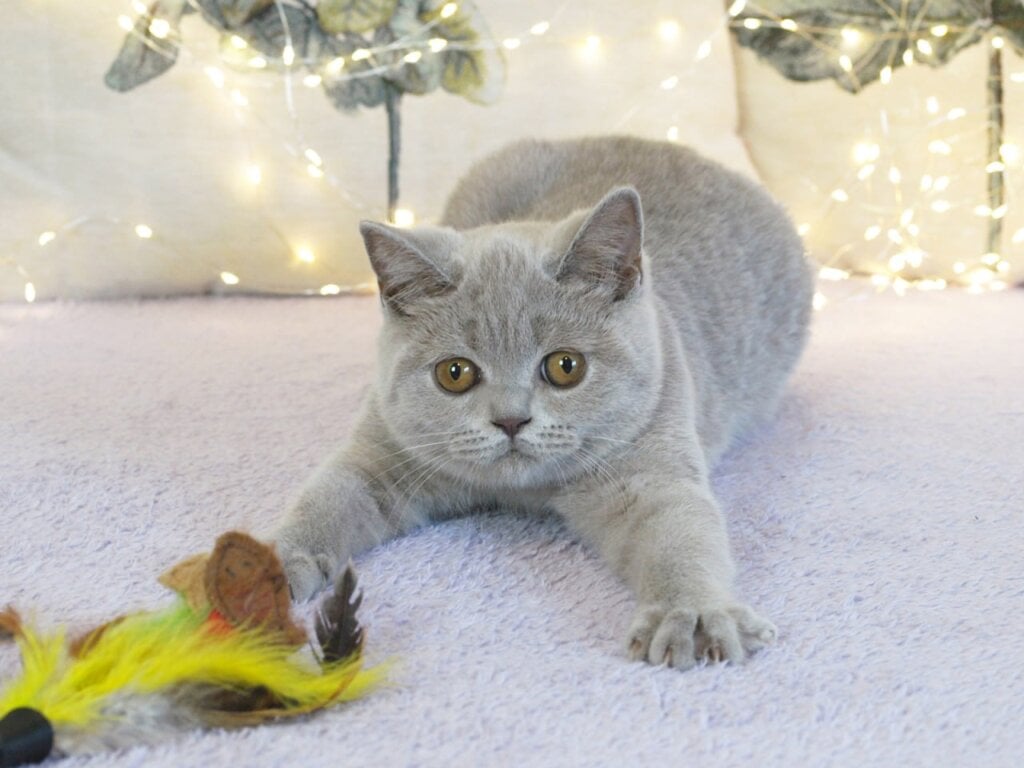 Jolee British Shorthair Female (Available) $2800
