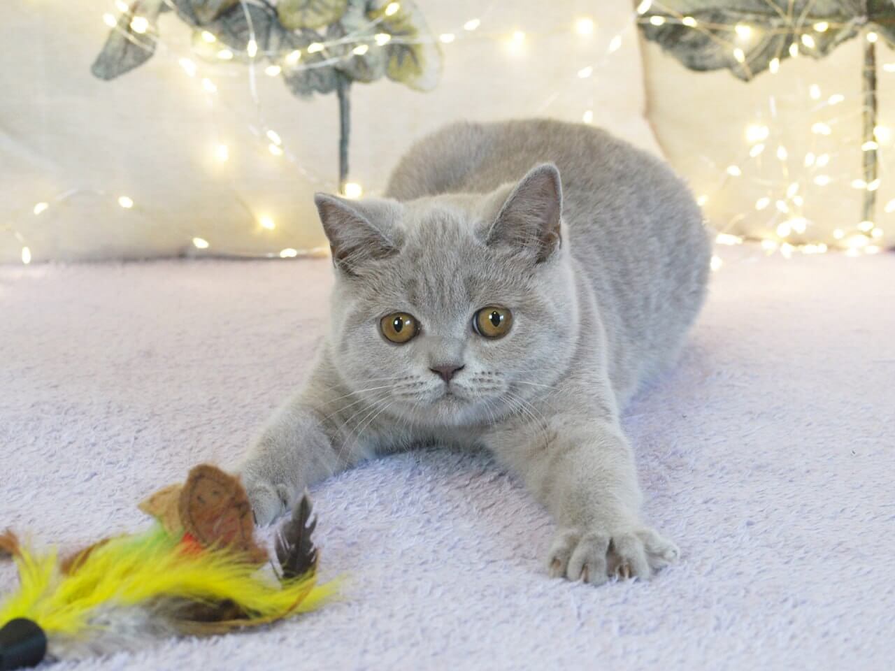 Jolee British Shorthair Female (Available) $2800