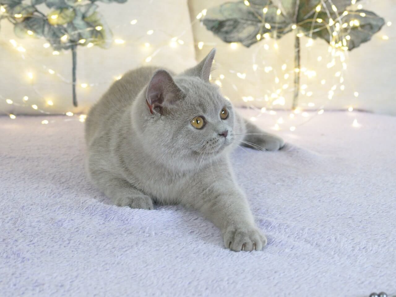 Jewel British Shorthair Female (Available) $2800