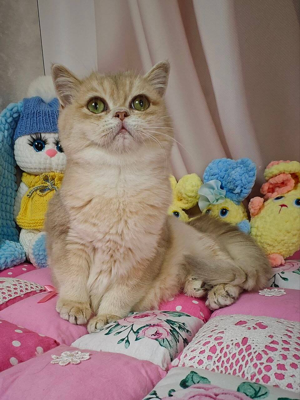 Maks British Shorthair Male (Available) $2800