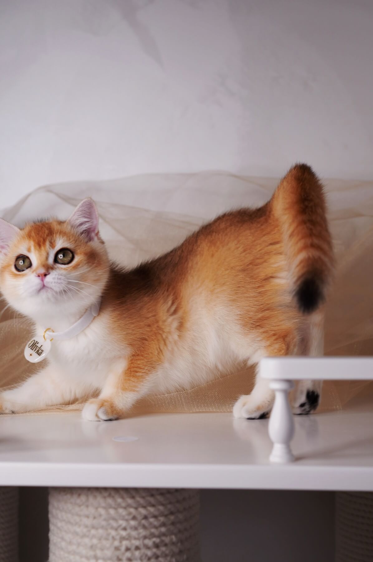 Olivka British Shorthair Female (Available) $2800