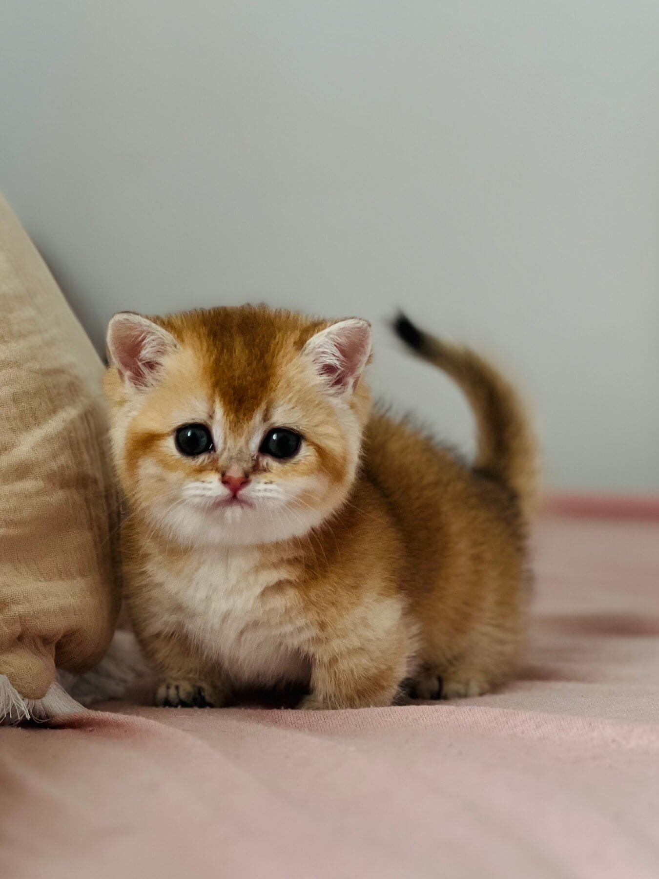 Leila Munchkin Female (Available) $4500