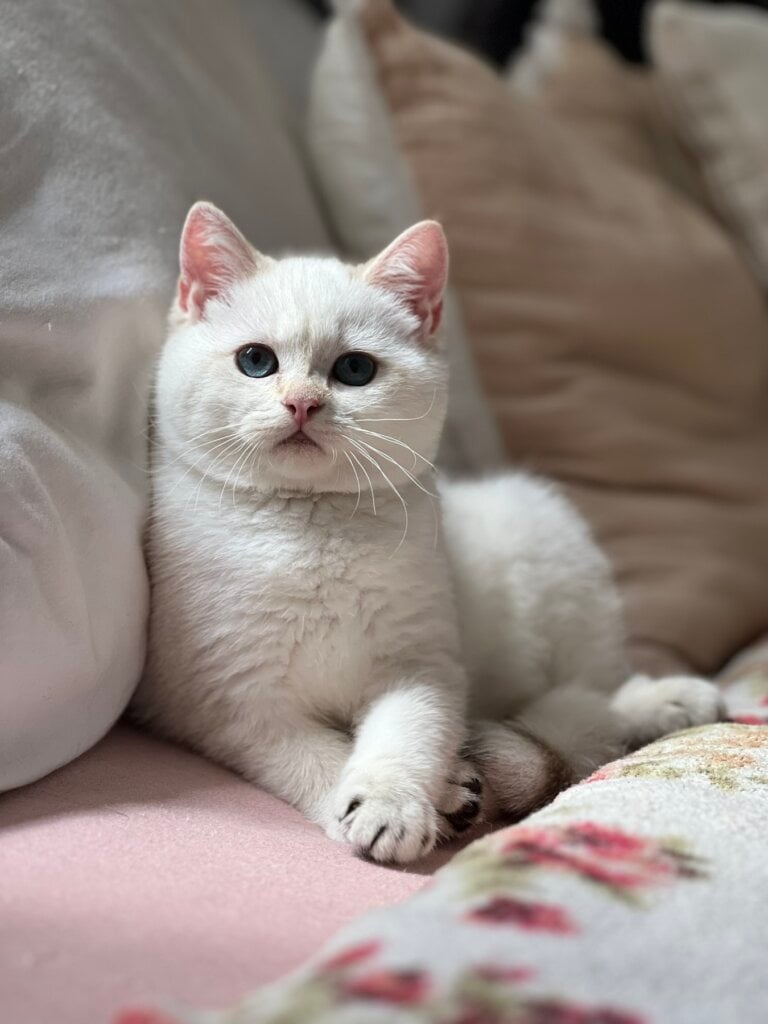 Glory British Shorthair Female (Available) $2400