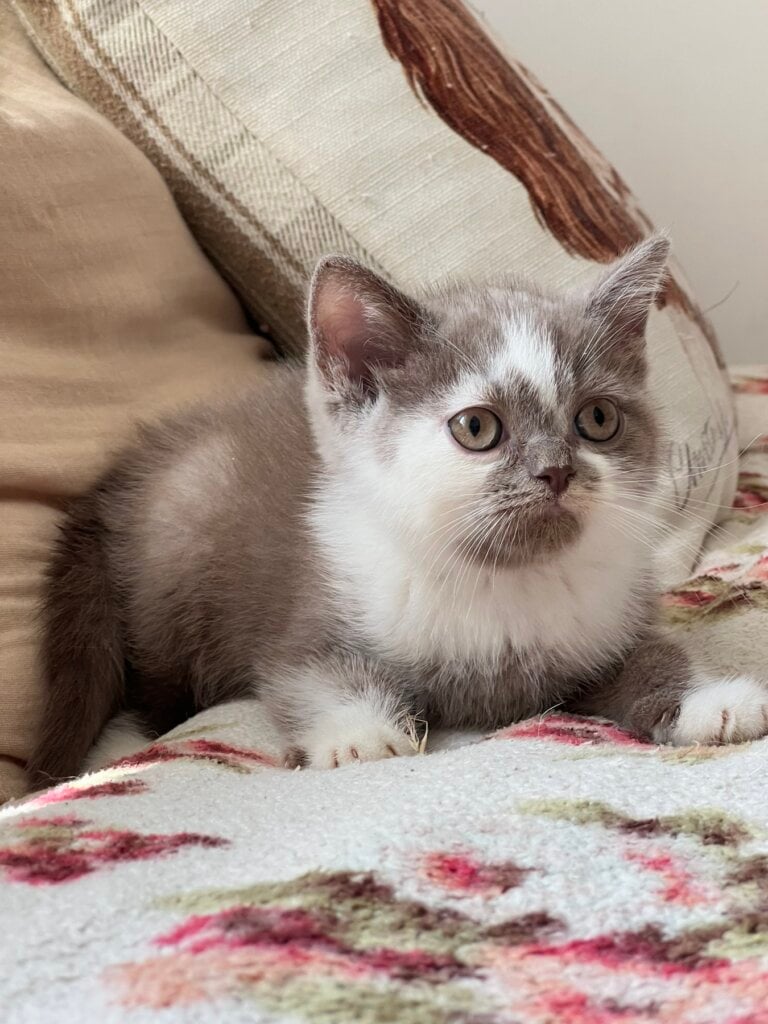 Tor Scottish Straight Male(Available) $2300