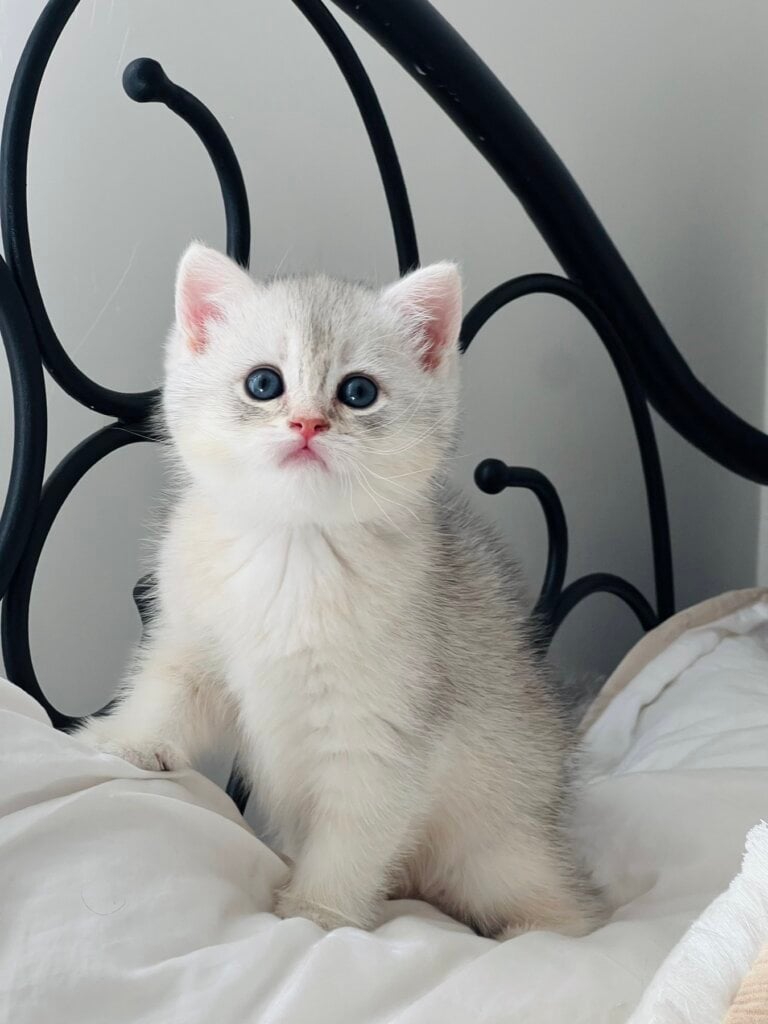 Siera British Female(Available) $2500