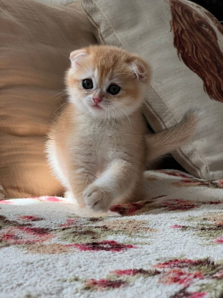 Lyna Scottish Fold Female(Available) $2550