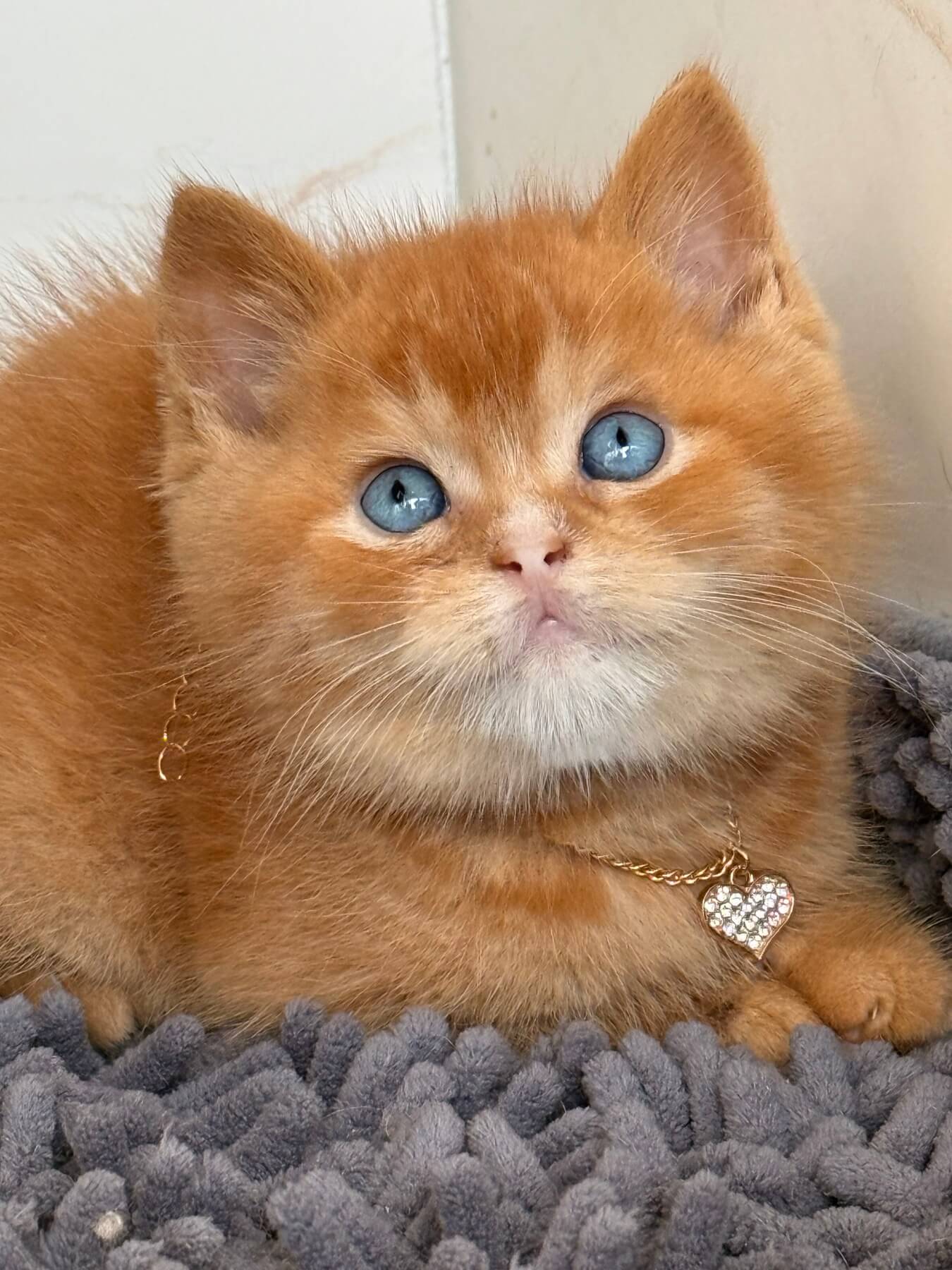 Hot Pepper British Shorthair Male (Reserved) $3400