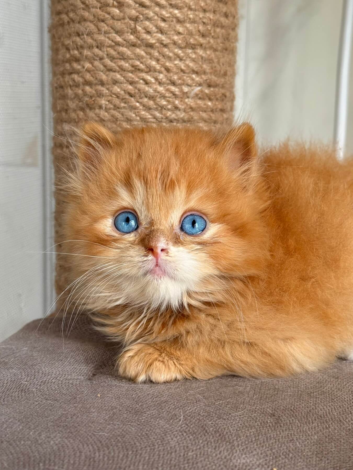 Lion British Longhair Male (Available) $3650