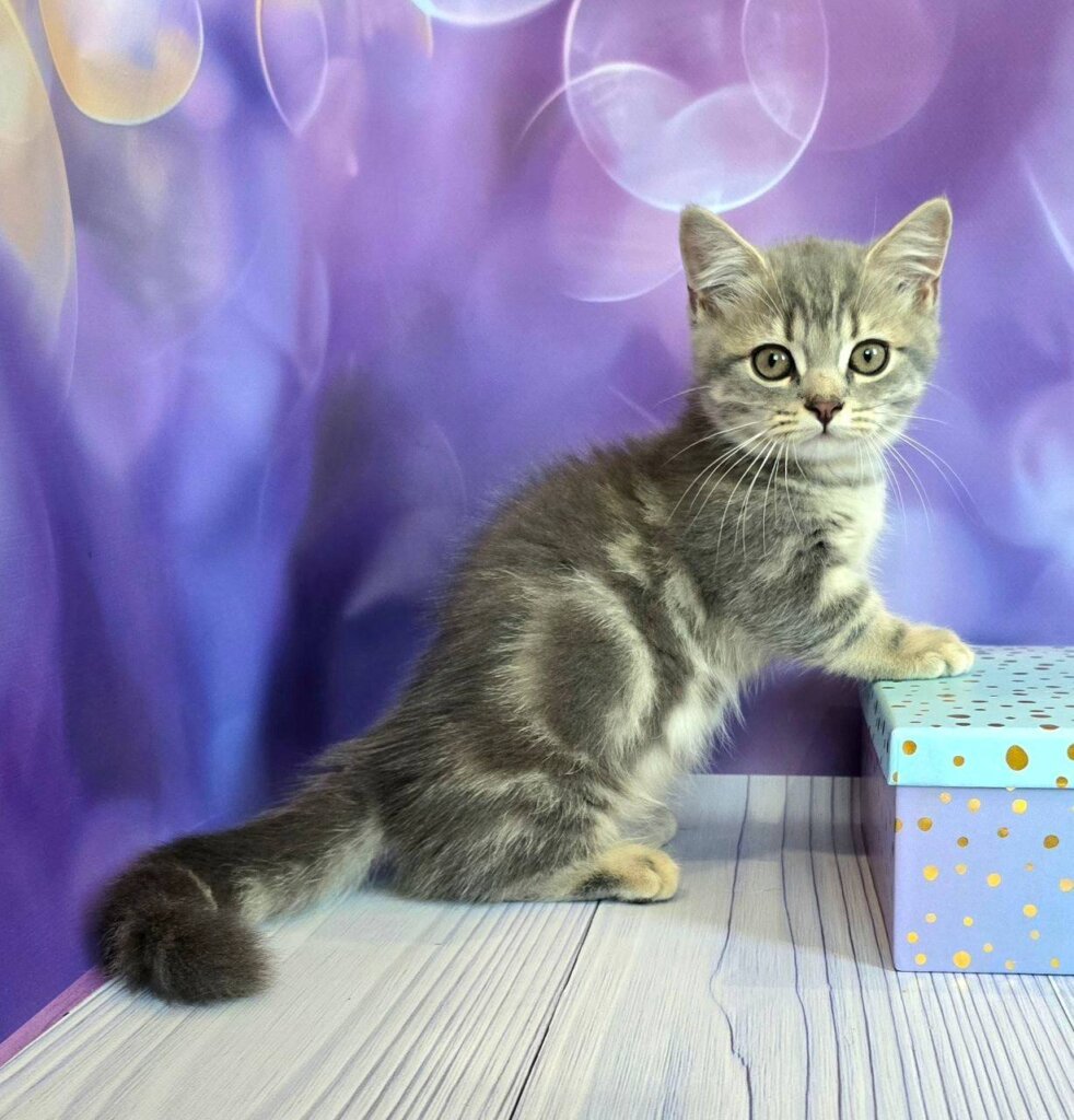 Persy Munchkin Male (Available) $3800