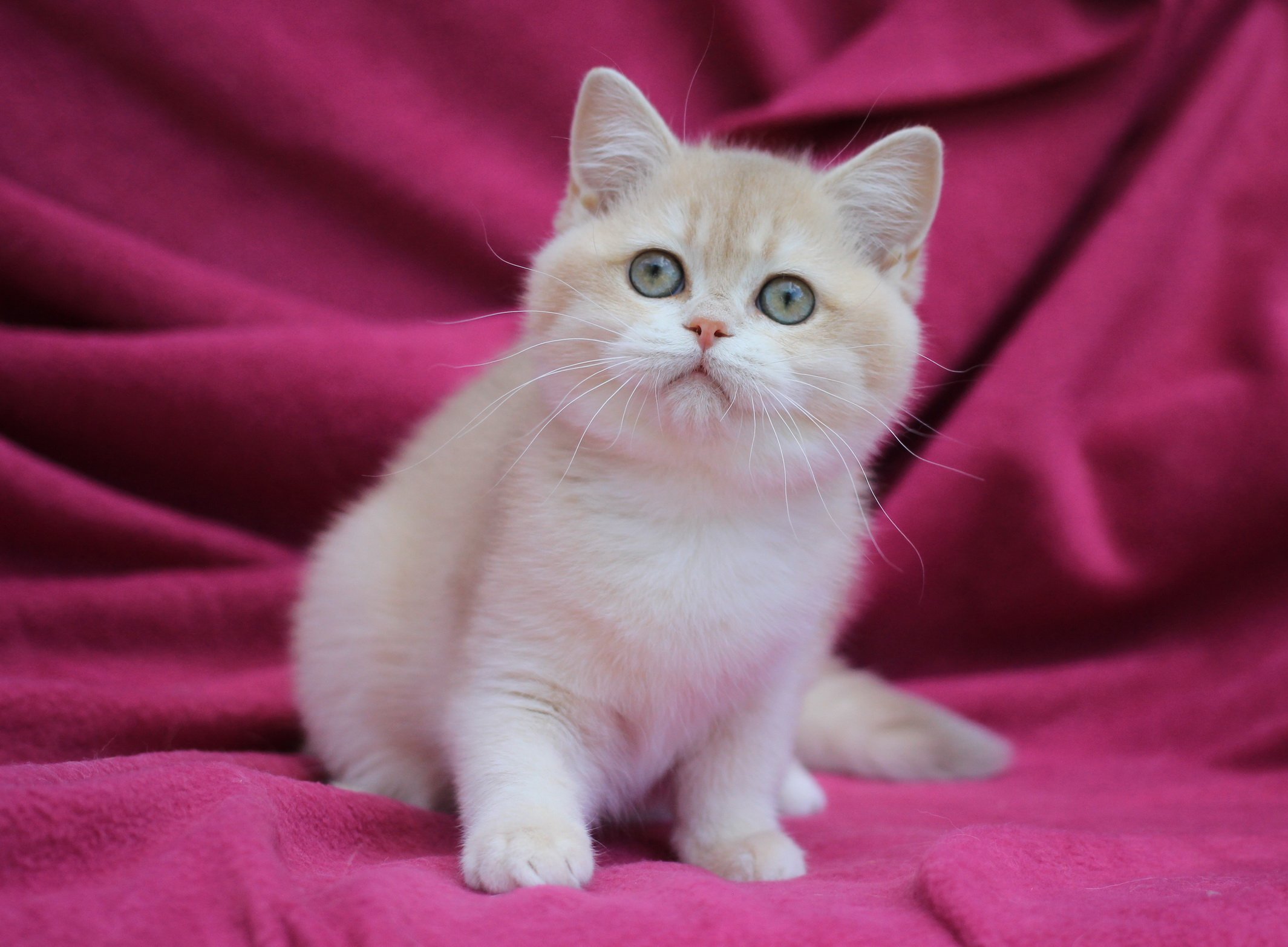 Odri British Shorthair Female (Available) $2900