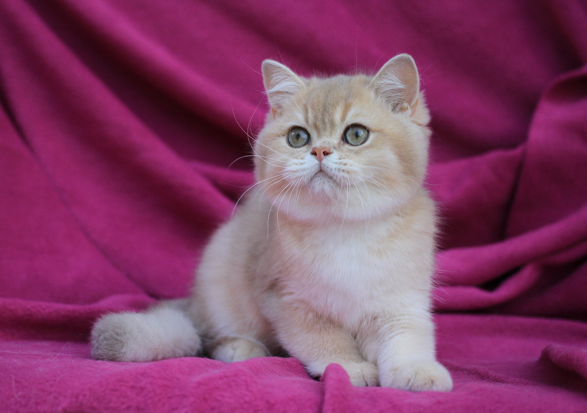 Oscar British Shorthair Male (Available) $2900