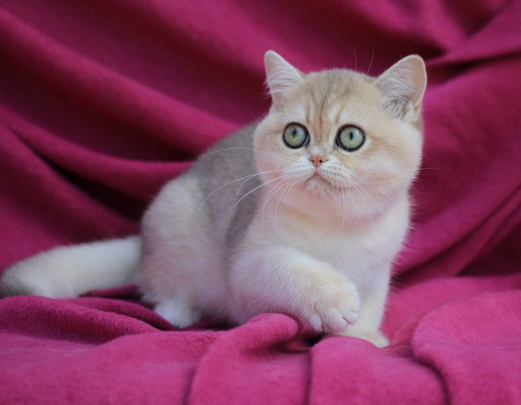 JuJu British Shorthair Female (Available) 50 - photo 1