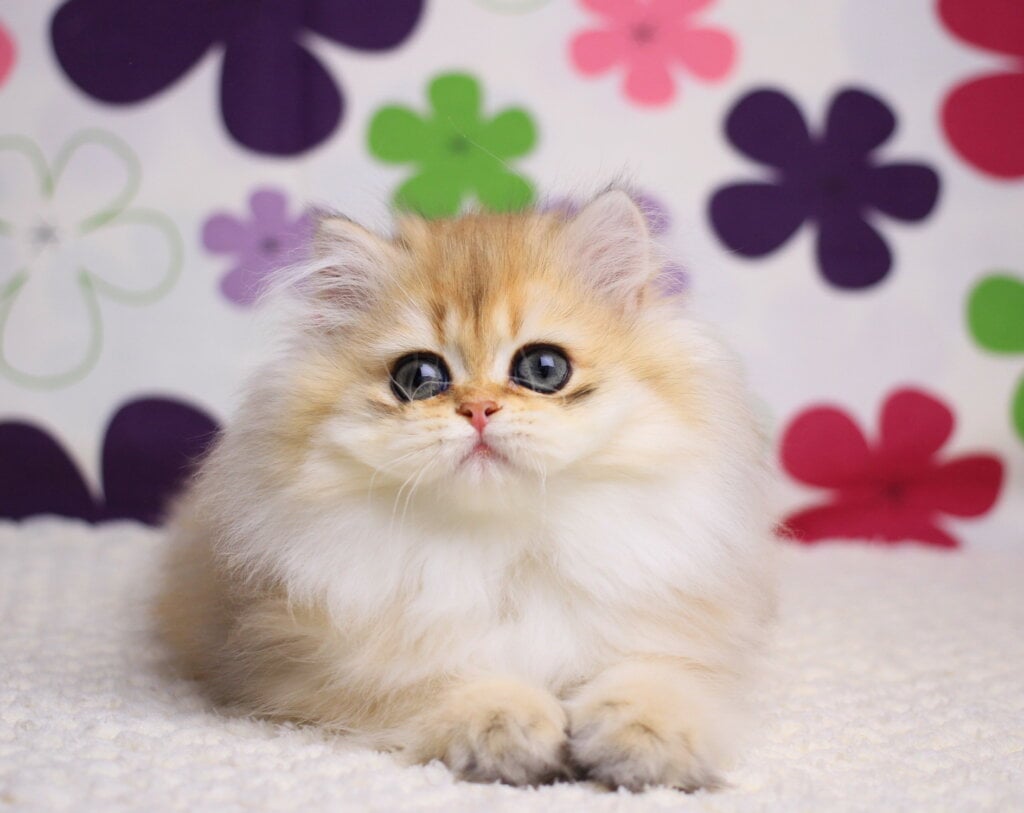 Eva British Longhair Female (Available) $2800