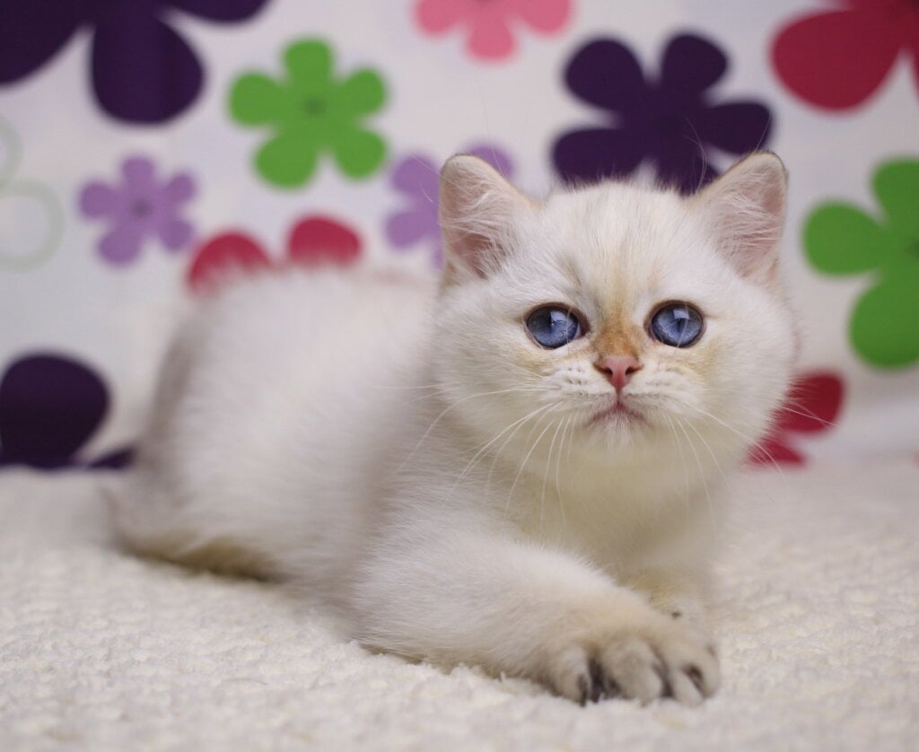 Ecler British Shorthair Male (Available) $2700