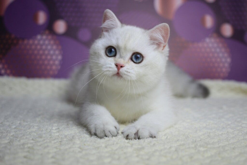 Zoe British Shorthair Female (Available) $2550