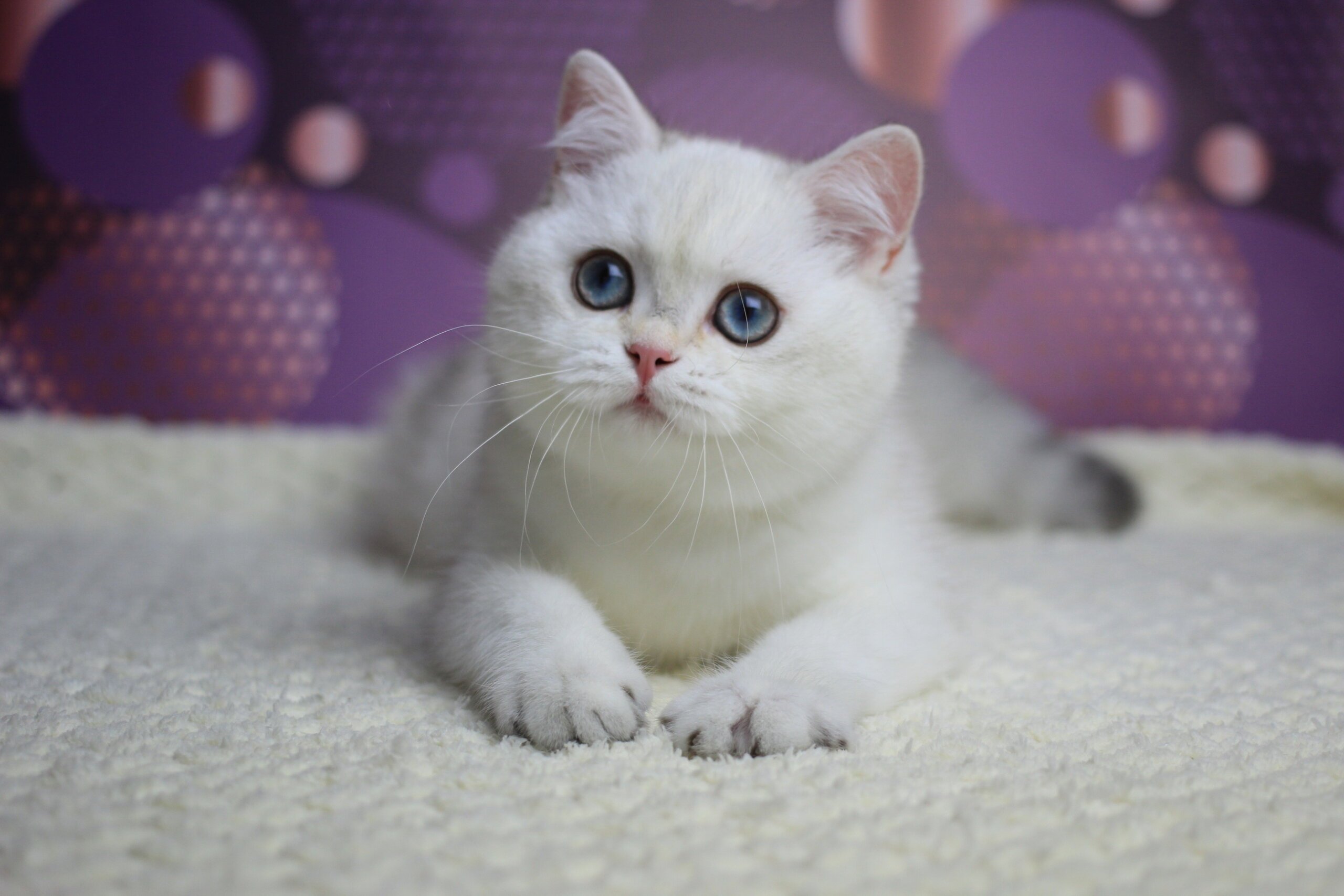 Zoe British Shorthair Female (Available) $2550
