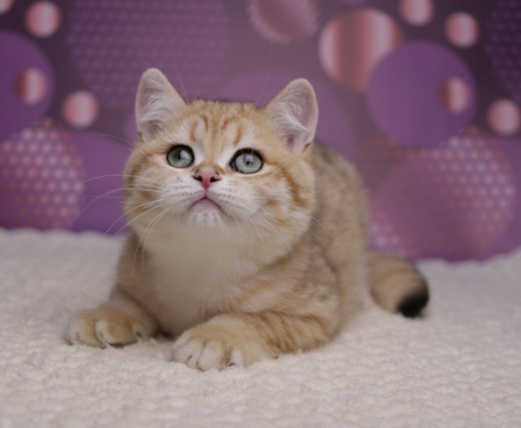 Batman British Shorthair Male (Available) $2550