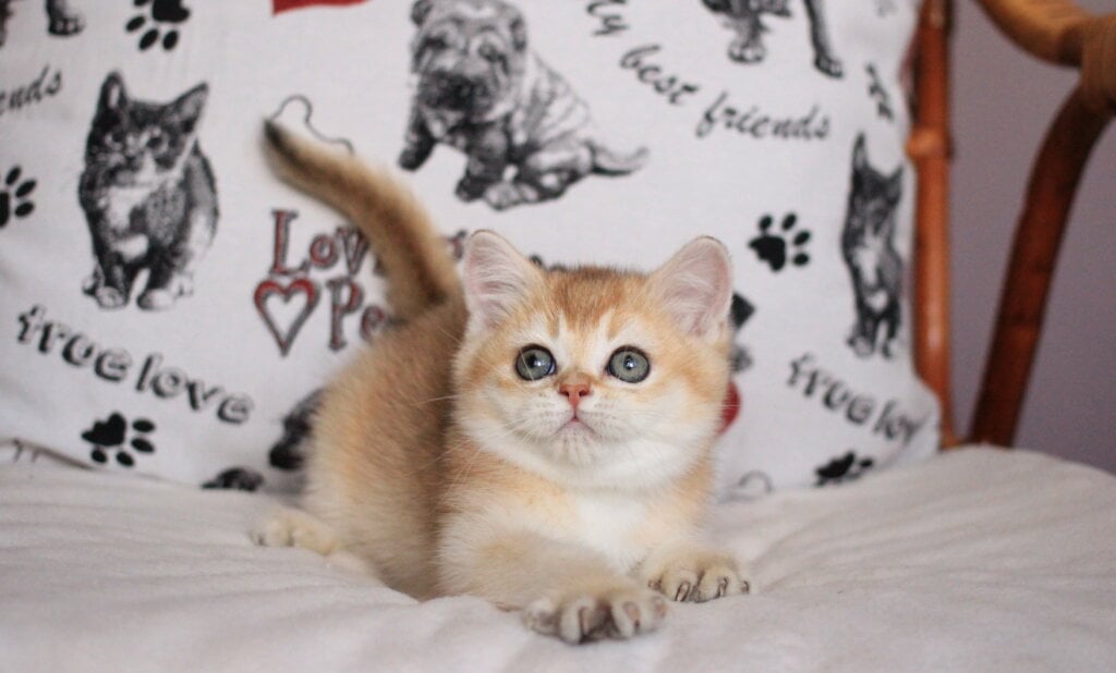 Kimberly British Shorthair Female (Available) $2700