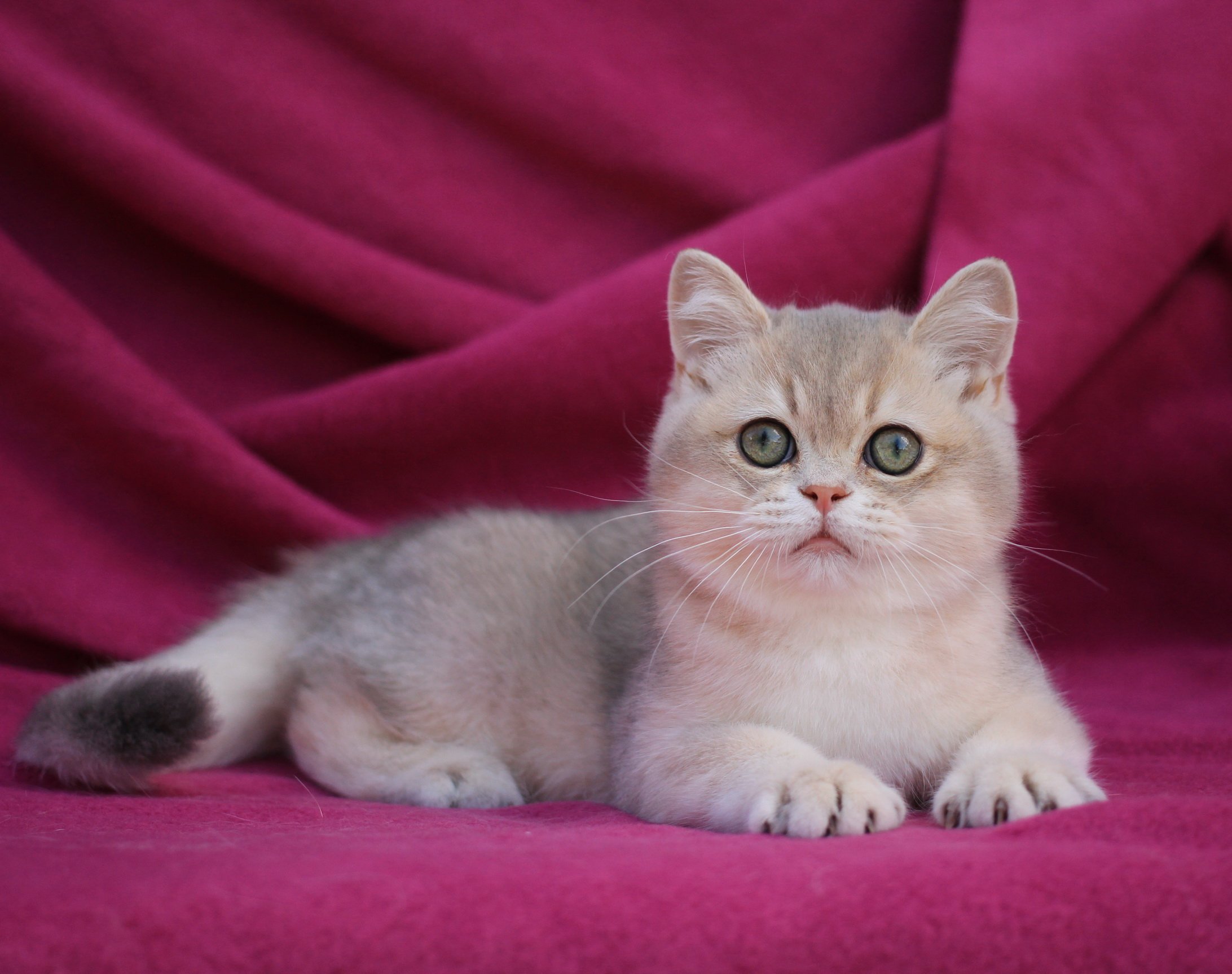 Oliver British Shorthair Male (Available) $2800