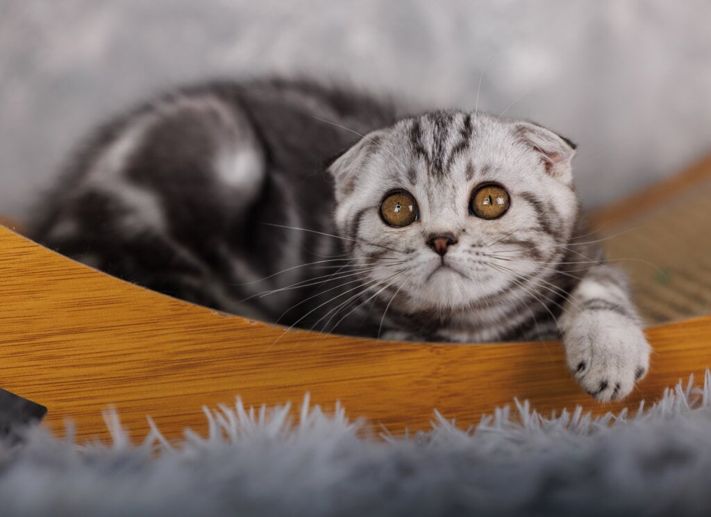 Poema Scottish Fold Female (Available) $2800