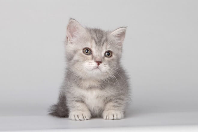 Xaria Munchkin Female (Available) $2950