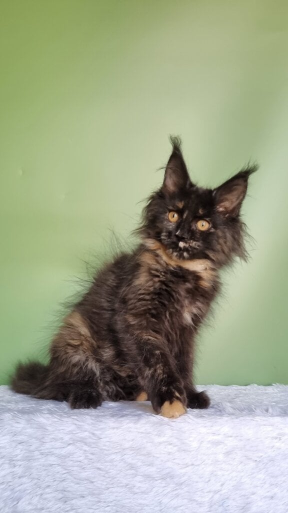 Kami Maine Coon Female (Available) $2800
