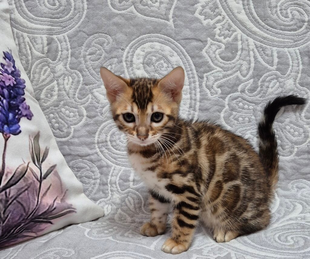Belle Bengal  Female (Available) $3200