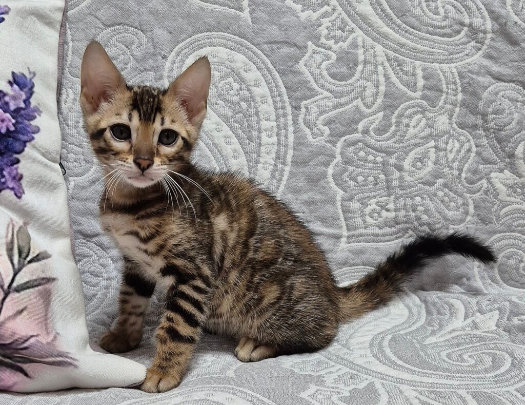 Brian Bengal Female (Available) $3100