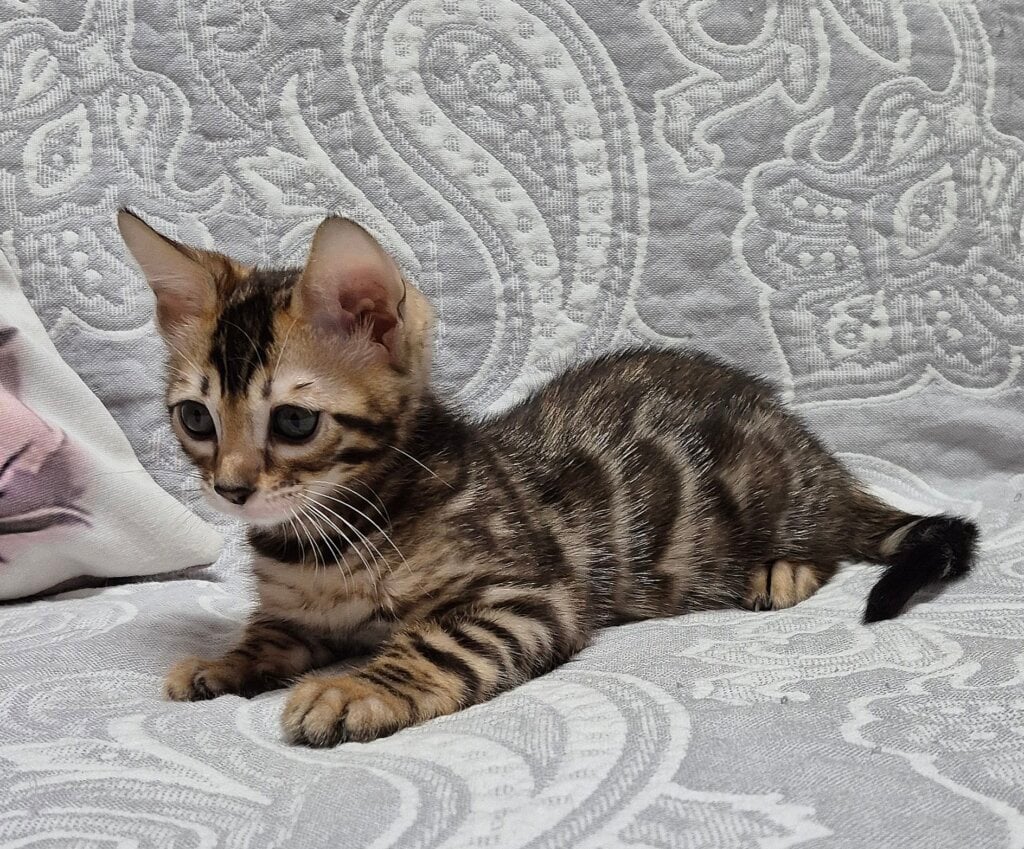 Bonnie Bengal Female (Available) $3200