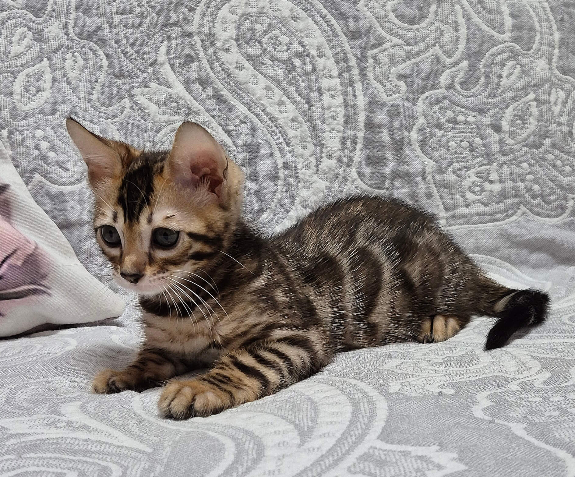 Bonnie Bengal Female (Available) $3200