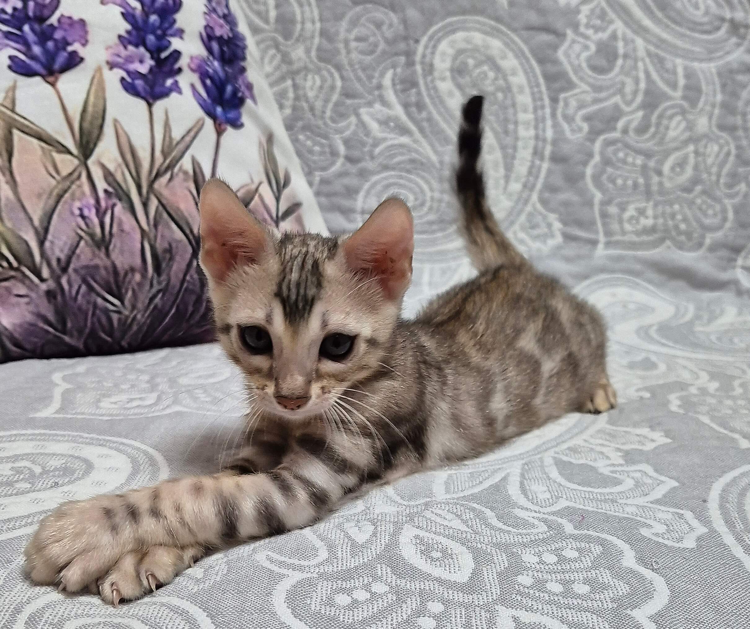 Baby Bengal Male (Available) $2600
