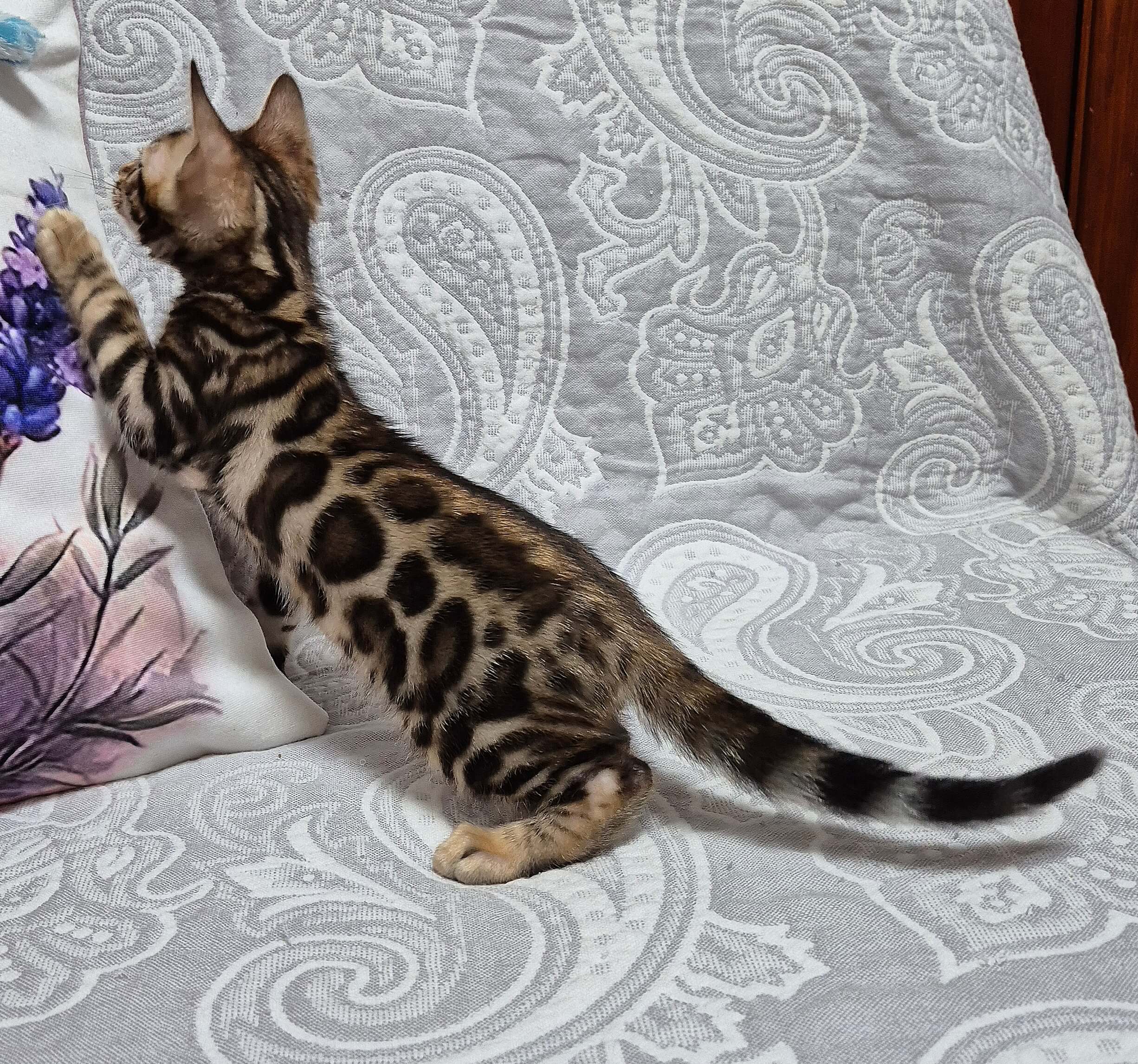 Bing Bengal Male (Reserved) $2700