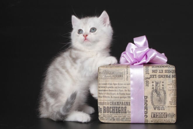 Vesper Munchkin Male (Available) $3700