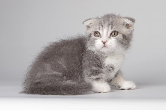 Xylon Munchkin Male (Available) $3150