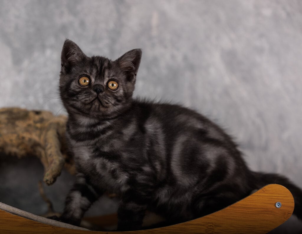 Phoenix Scottish Straight Male (Available) $2650
