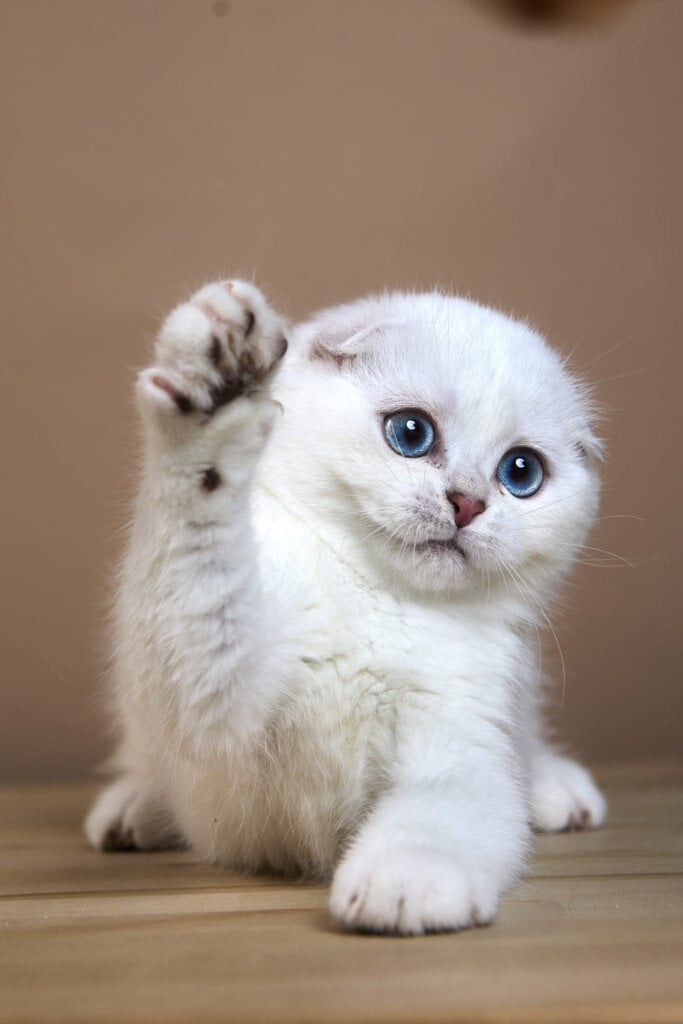 Scottish Fold Cat Coat Characteristics: Hair Length & Texture
