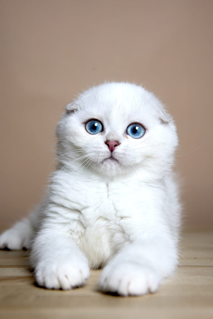 Wilson Scottish Fold Male (Reserved) $2650