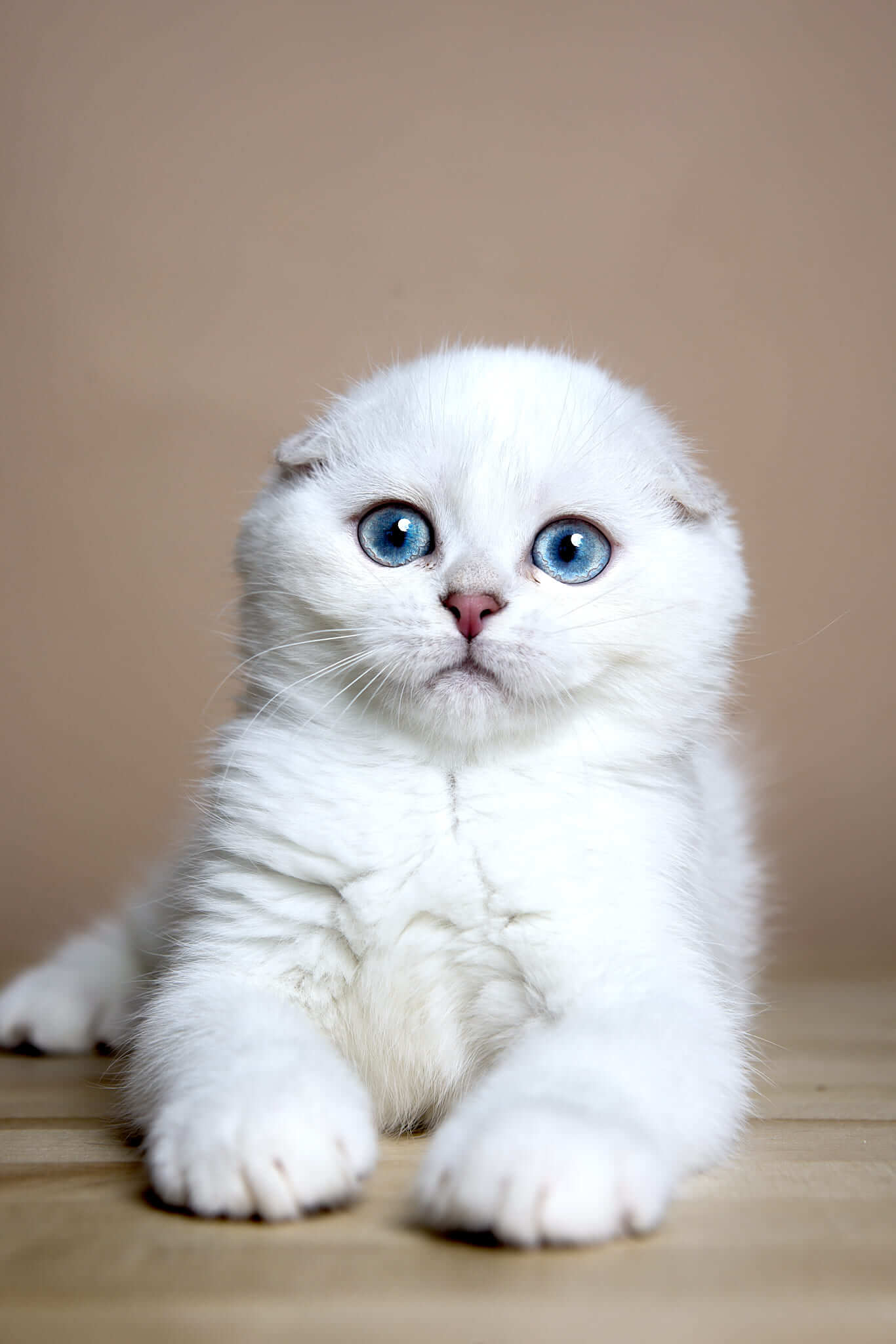 Wilson Scottish Fold Male (Available) $2650