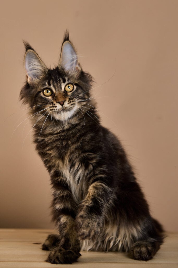 Wiking Maine Coon Male (Reserved) $3100