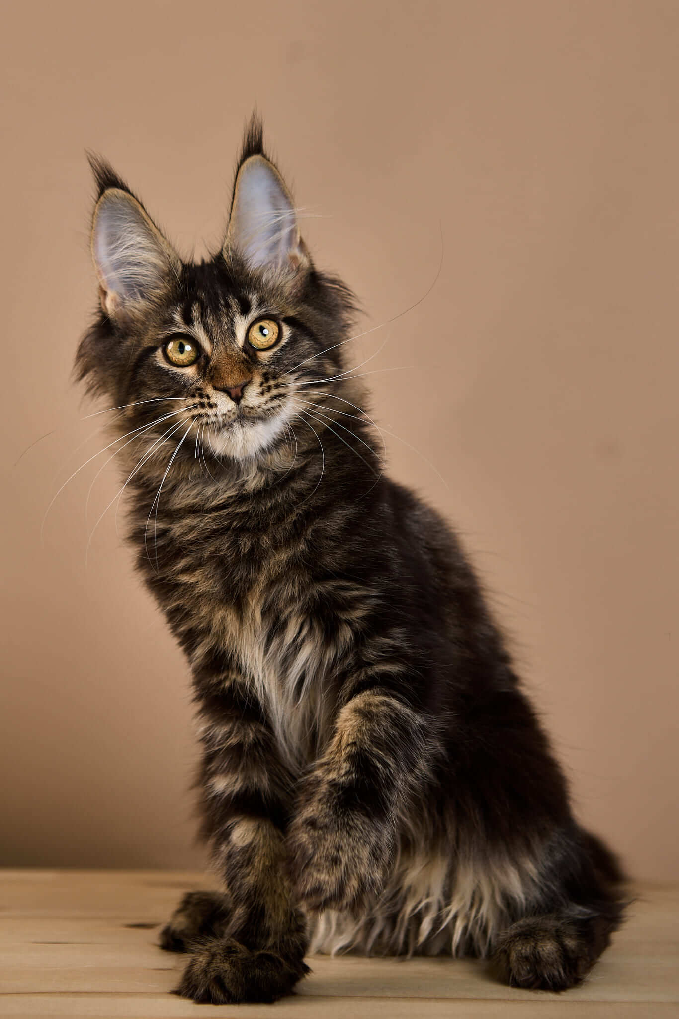 Wiking Maine Coon Male (Available) $3100
