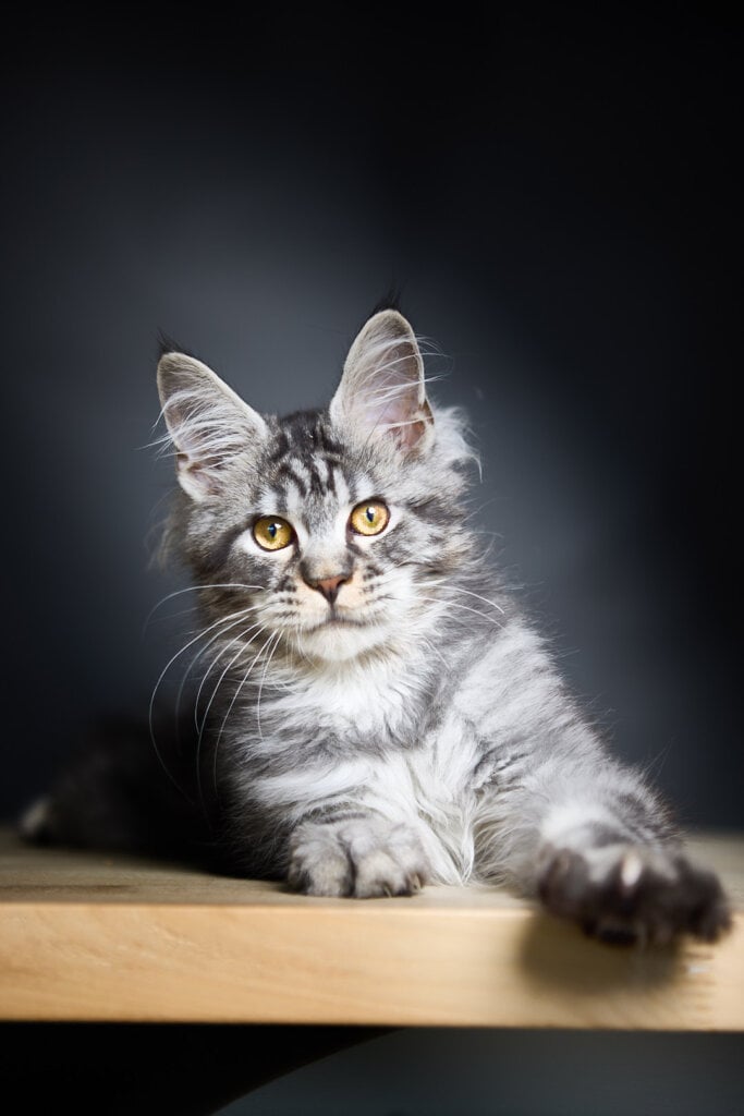 Pretty Maine Coon Male (Available) $3000