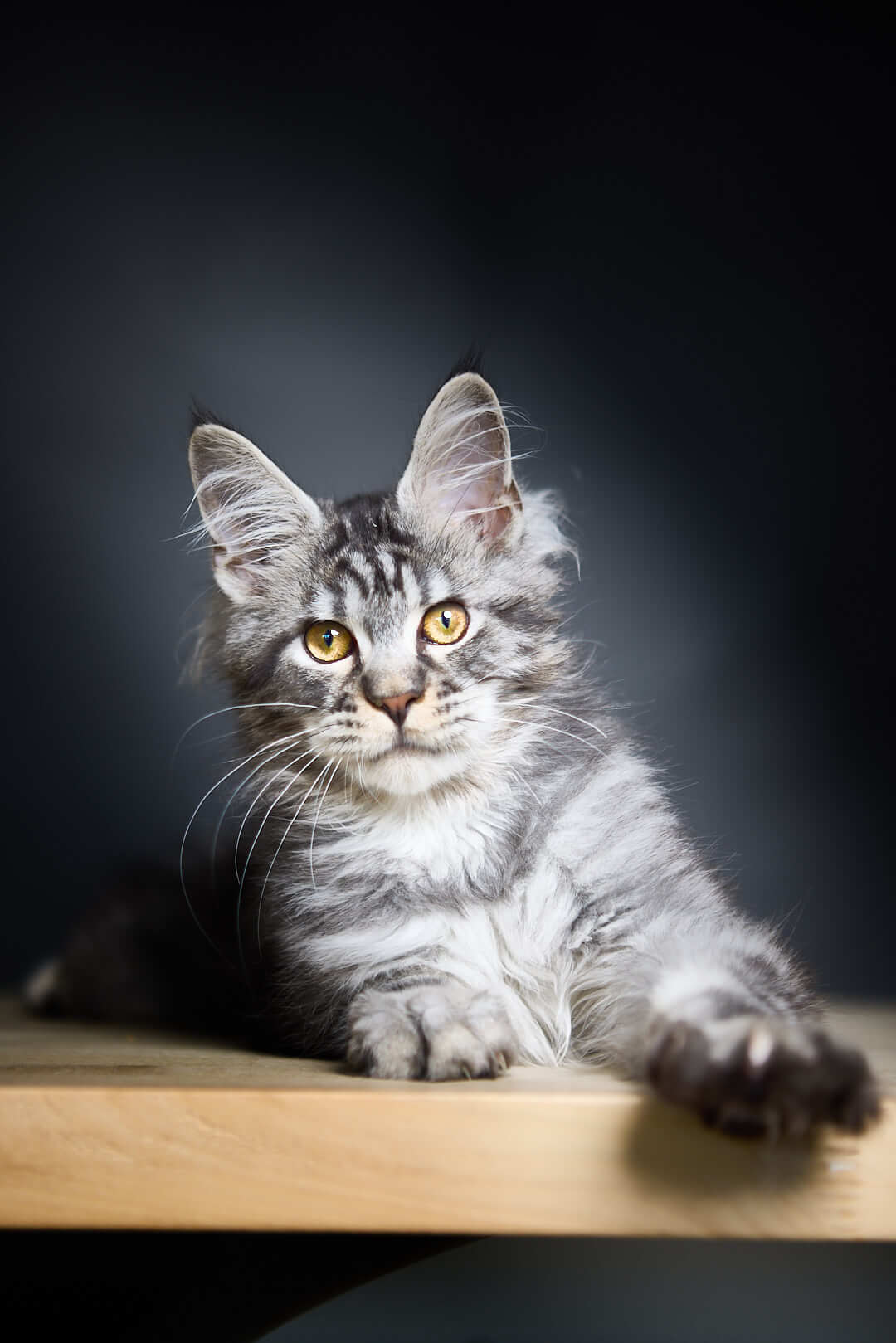 Pretty Maine Coon Male (Available) $3000