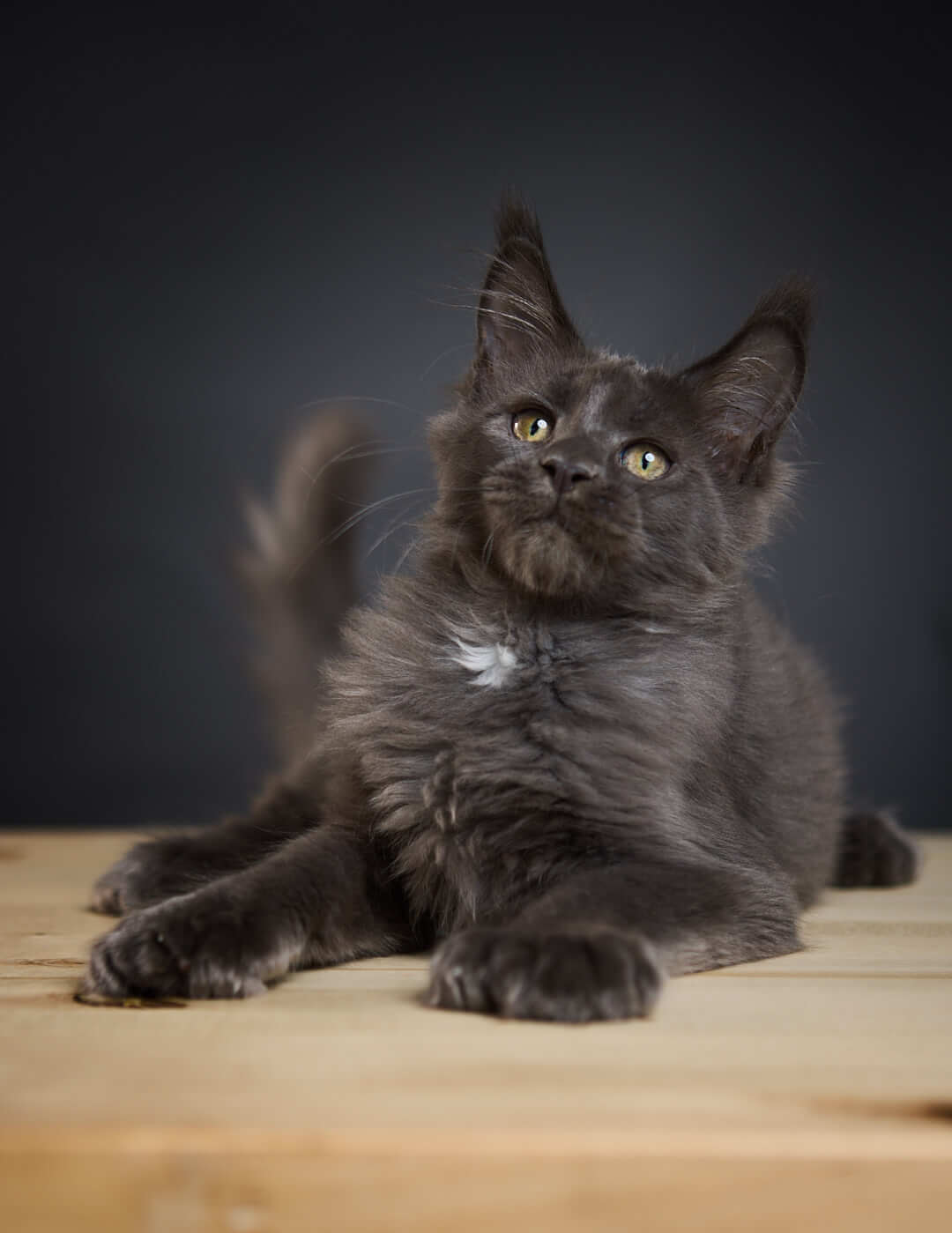 Qadir Maine Coon Male POLY (Available) $3700