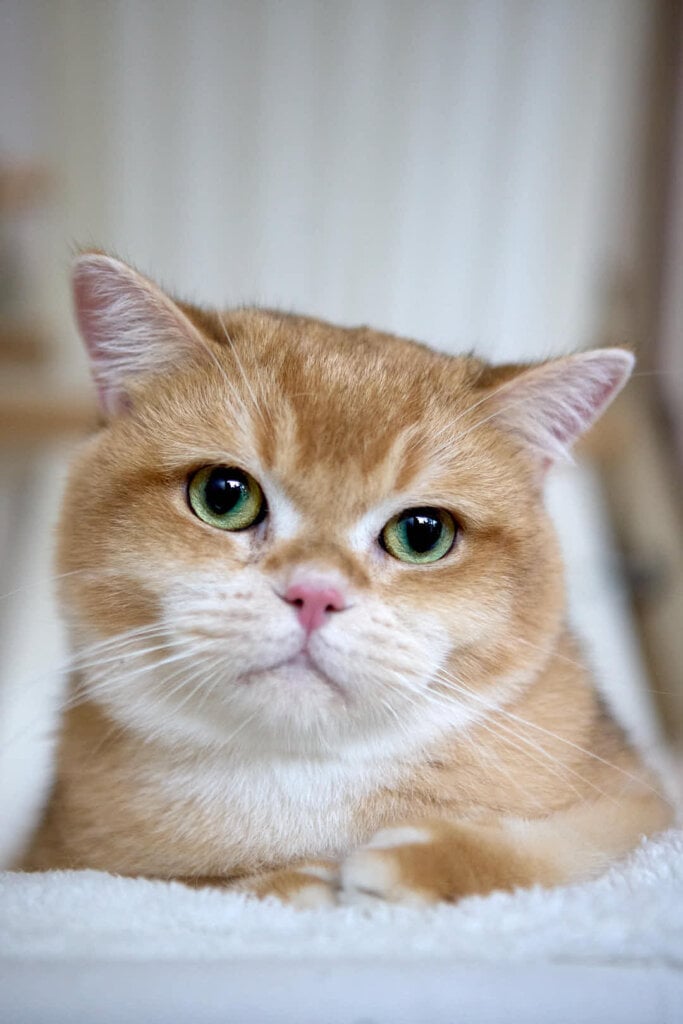 Willie British Shorthair Male (Available) Sale $2450