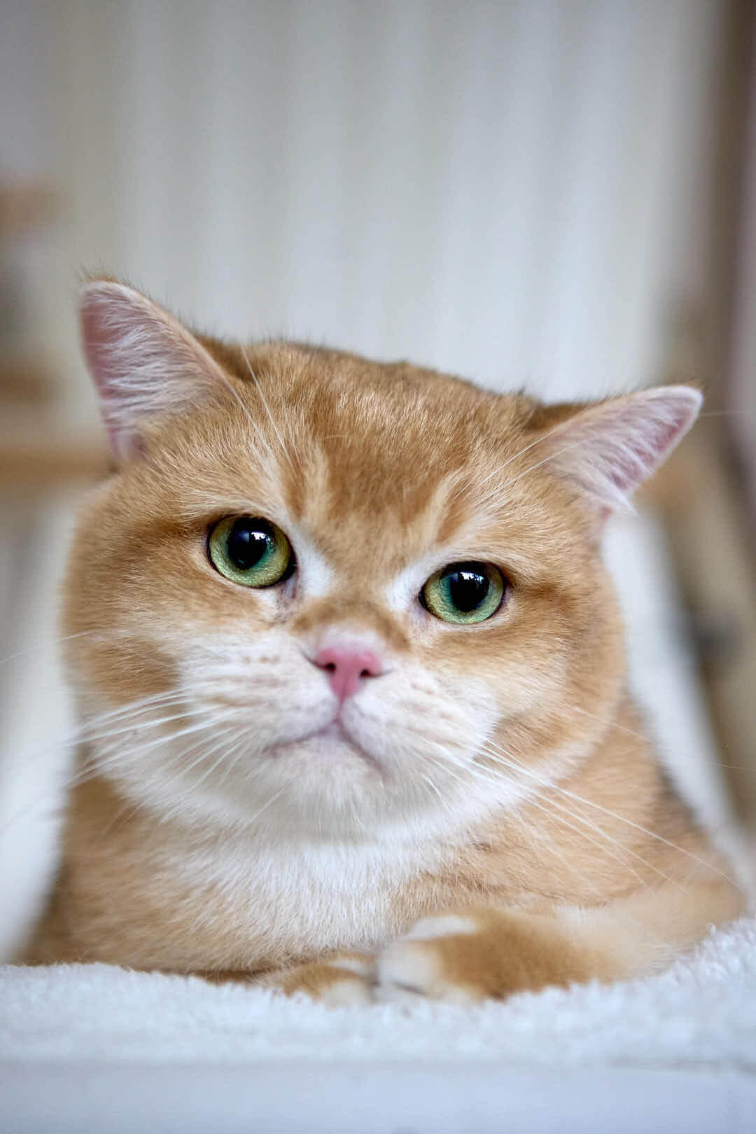 Willie British Shorthair Male (Available) Sale $2450
