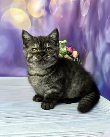 Sorbonne Munchkin Female (Available) $3450