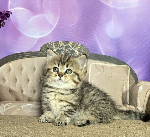 Vanilla Munchkin  Female (Avavailable) $3550