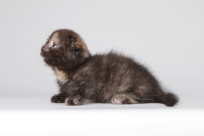 Xylia Munchkin Female (Available) $3150